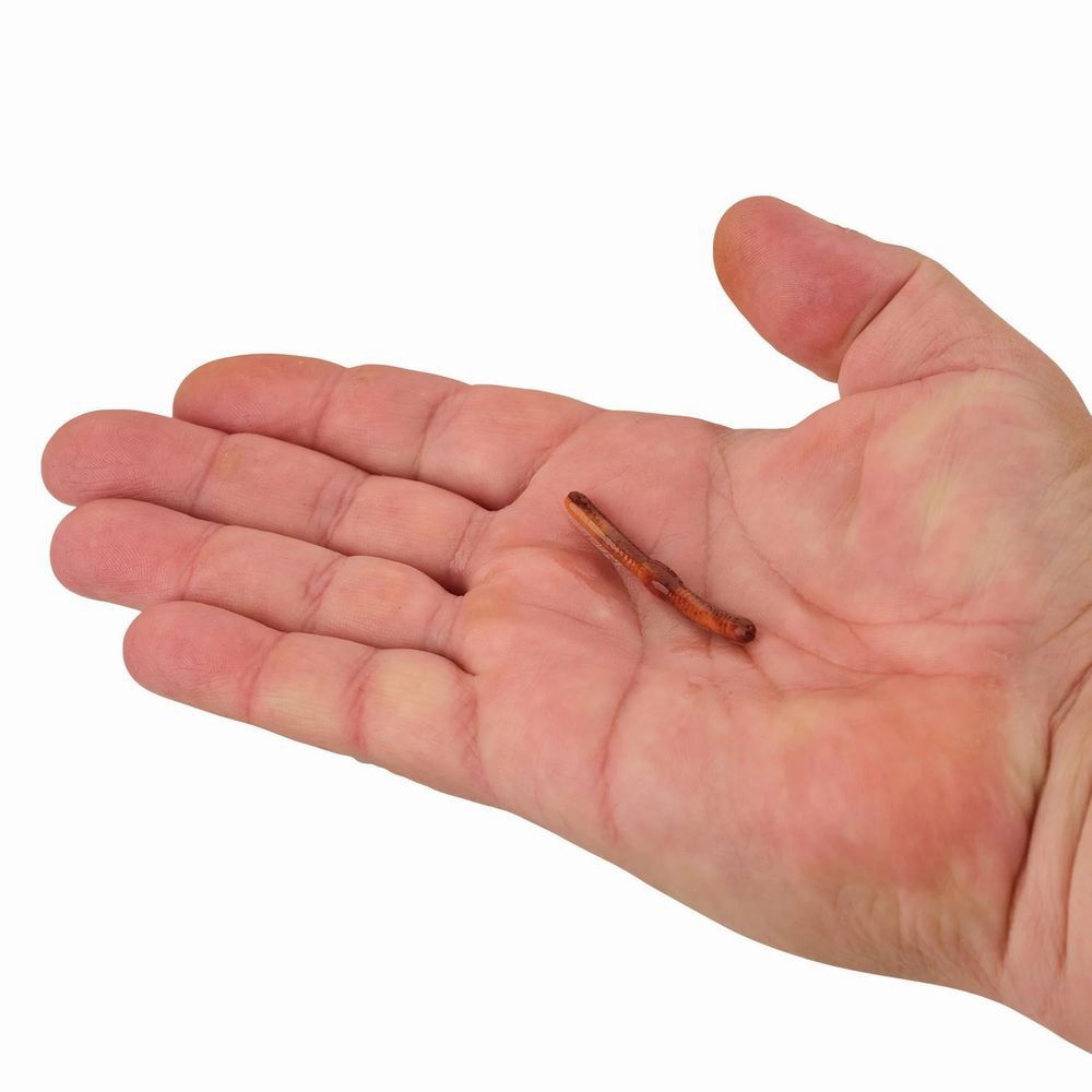 Gulp! Alive! Fat Floating Trout Worm - Image 11