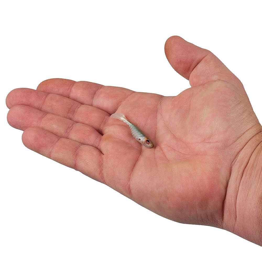 PowerBait Ripple Shad - Image 74