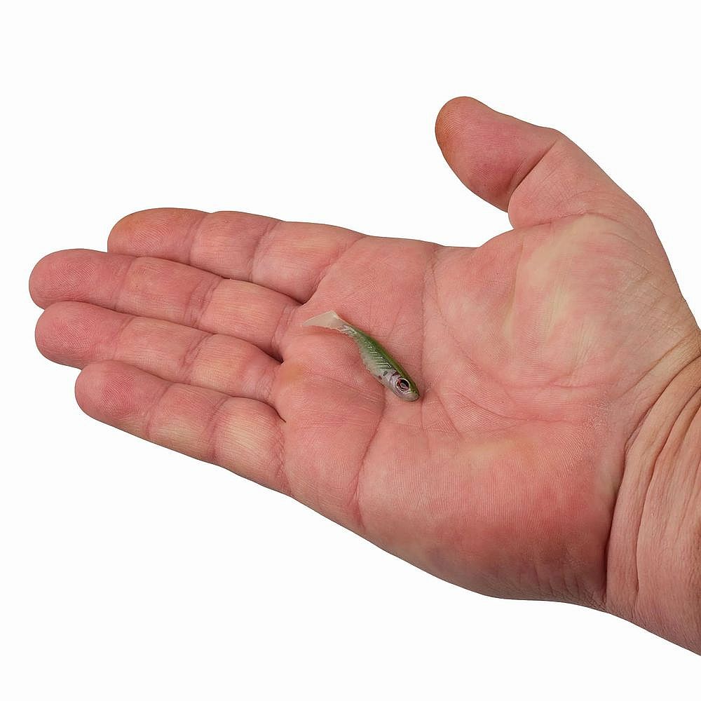 PowerBait Ripple Shad - Image 72